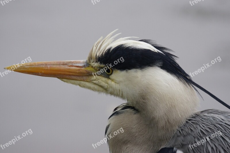 Heron Grey Heron Eastern Grey Fish Eater