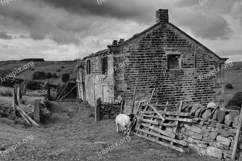 Moors Black And White Black Outdoor Sheep