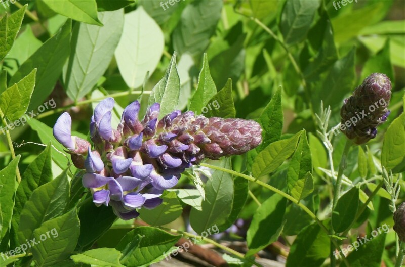 Flowers Spring Wisteria Purple Blossom