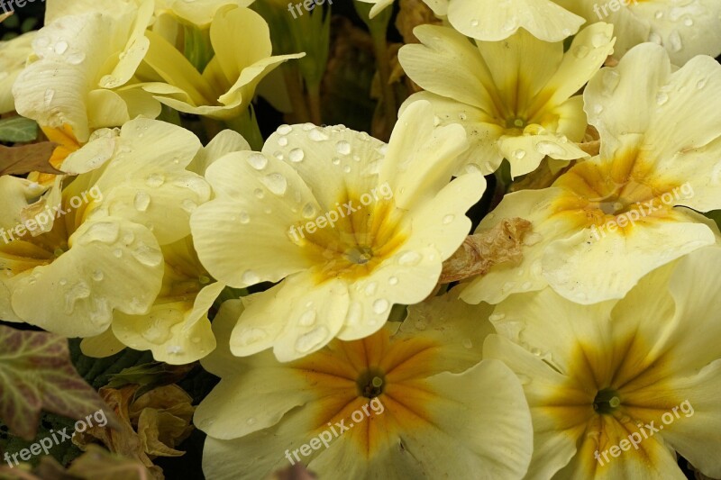 Primroses Yellow Spring Flowers Plant