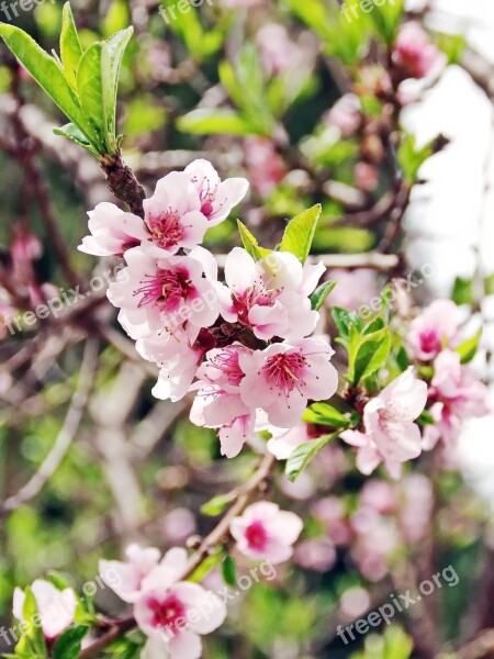 Primtemps Pink Flowers Cherry Cherry Blossoms Fruit Tree