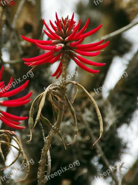 Mexico Aloe Red Flower Shaft Rod