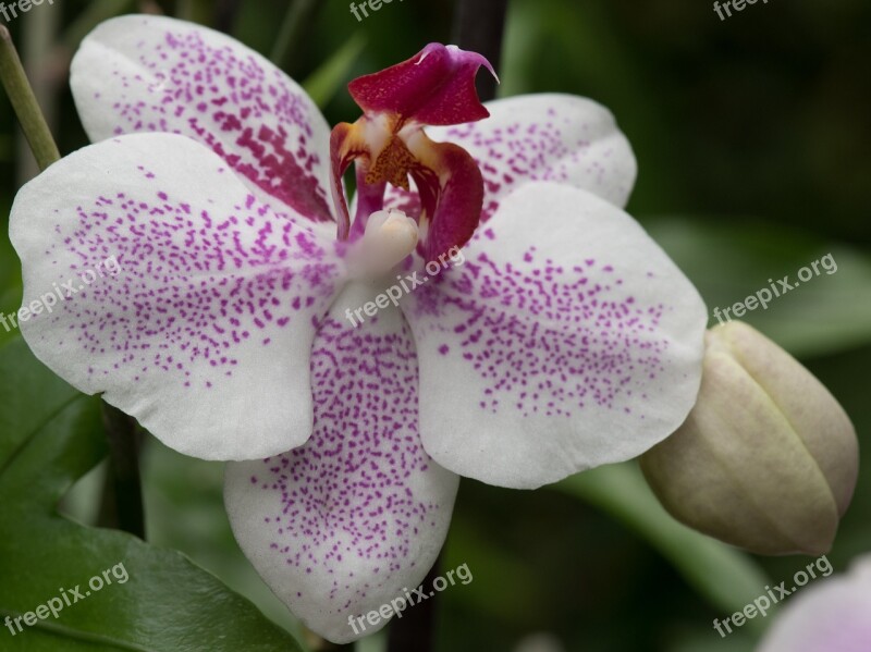 Orchid Macro Flower Plant Garden