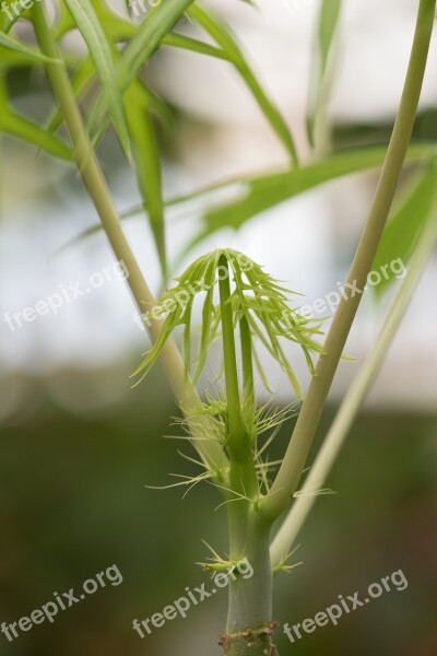 Macro Plant Nature Leaf Green