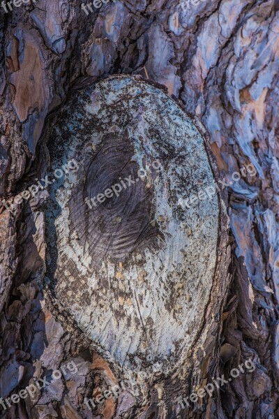 Trunk Tree Wood Nature Tree Bark