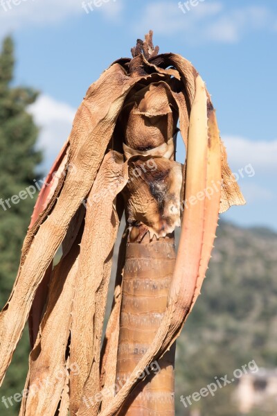 Plant Wild Nature Thorny Skewers