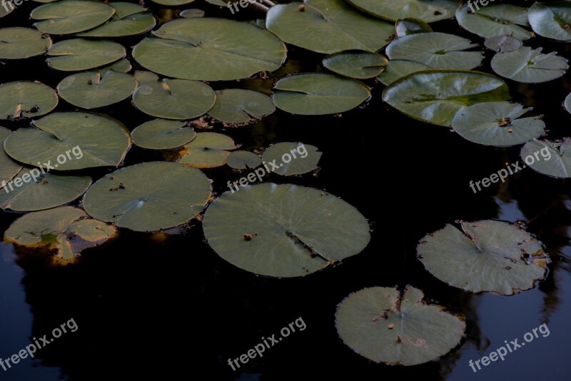 Flower Plant Pond Water Lilies Water Lily