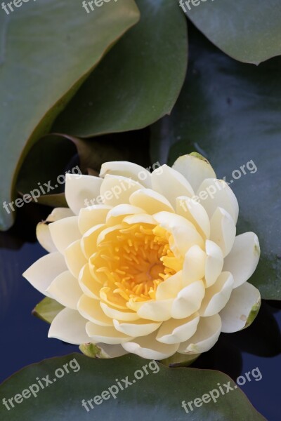 Flower Plant Pond Water Lilies Water Lily