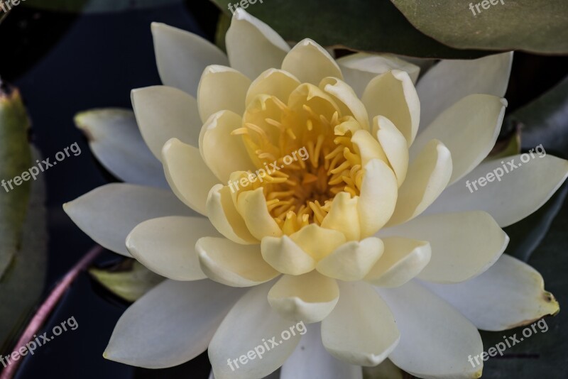 Flower Plant Pond Water Lilies Water Lily