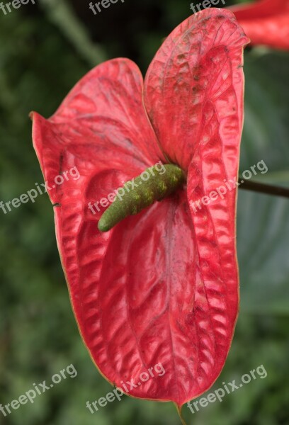 Flower Macro Red Nature Flowers