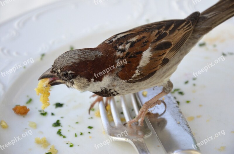 Sparrow Fink Eat Fork Cutlery