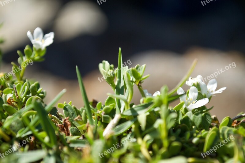 Grass Flower Green Prado Wild