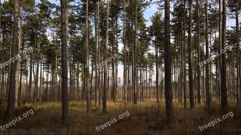 Forest Spring Mood Sunny Tree Trunks