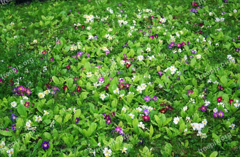 Primrose Meadow Grass Spring Flowers