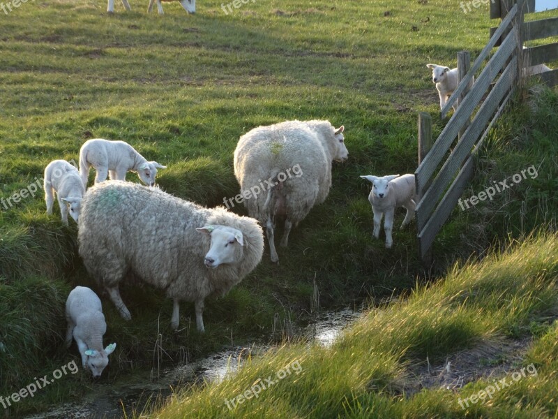 Texel Sheep Lambs Spring Nature