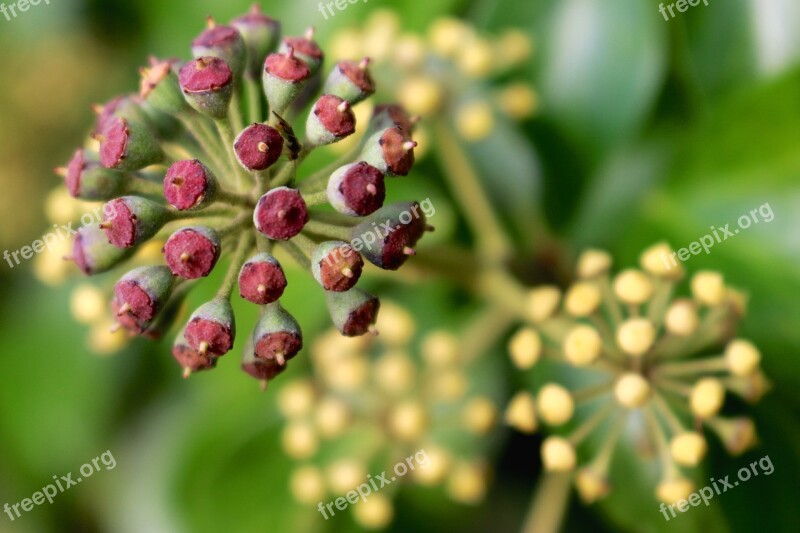 Seed Pod Plant Nature Seedpod