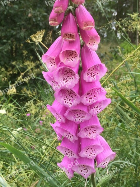 Digitalis Foxglove Toxic Flower Pink Watches Free Photos