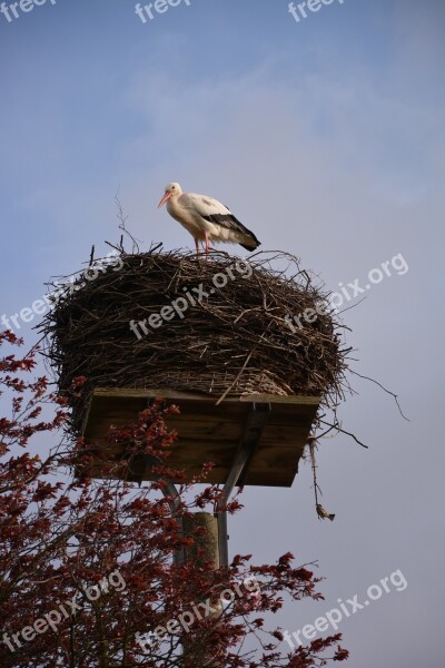 Stork Storchennest Rattle Stork White Stork Adebar