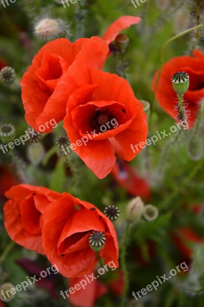 Poppy Klatschmohn Red Poppy Poppy Flower Free Photos