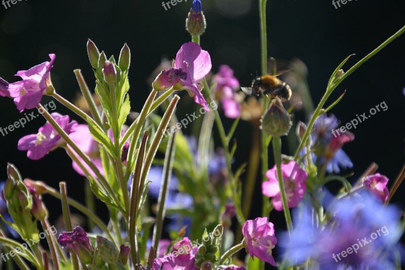 Flowers Bee Blossom Bloom Insect