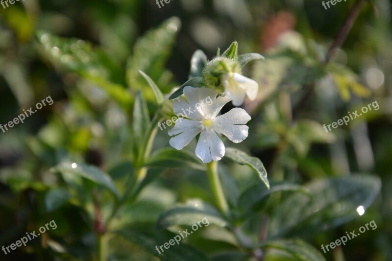 Campion Flower Meadow Flower Blossom Bloom