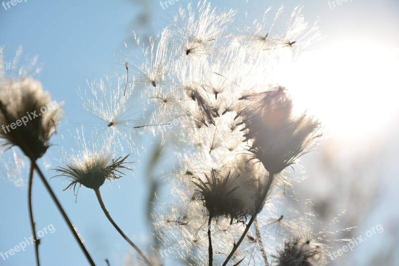 Thistle Seeds Sun Summer Dried