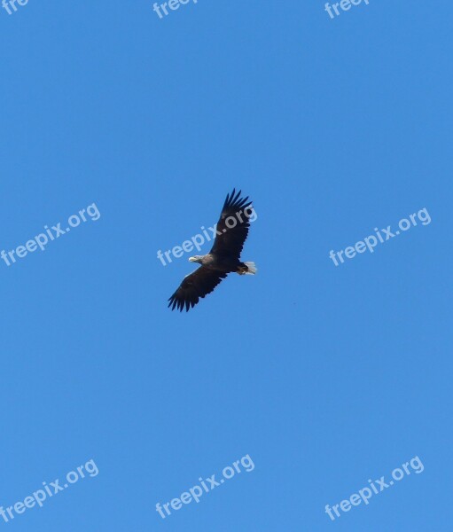 White Tailed Eagle On Usedom Free Photos