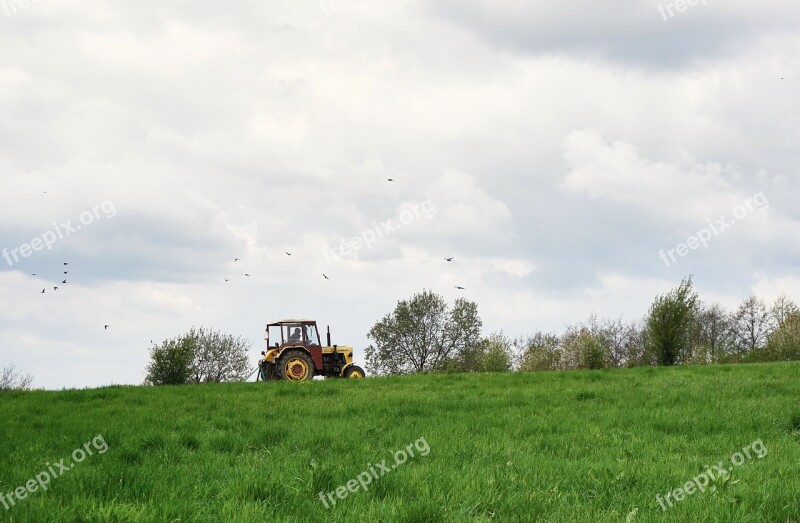 Tractor Birds Meadow Agricultural Machine Working On The Field