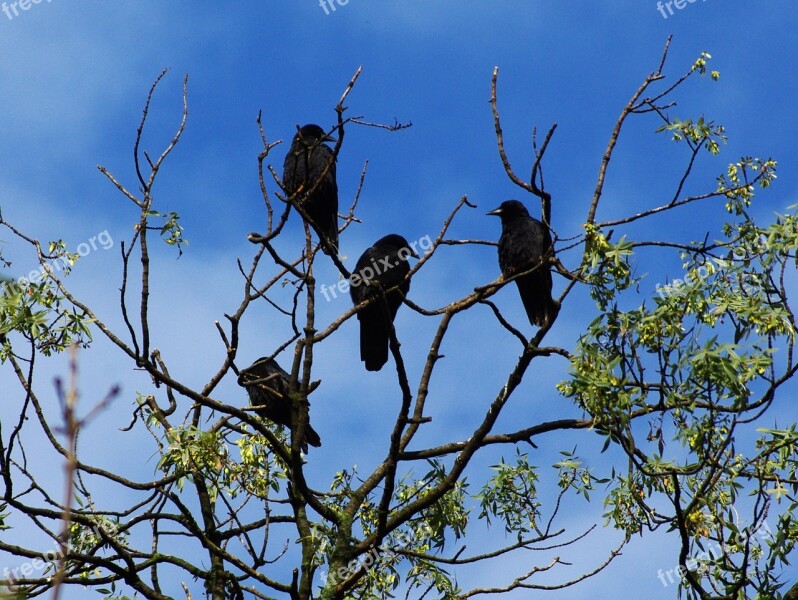 Raven Bird Animal Tree Sky