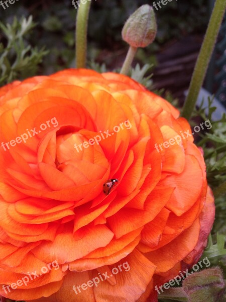 Flower Plant Ranunculus Spring Flora