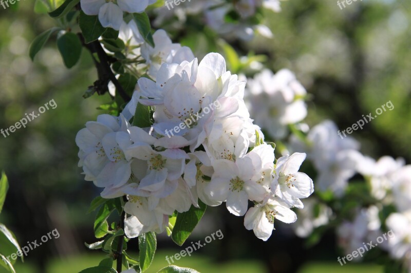 Flower Summer Flowers Summer Flower Nature