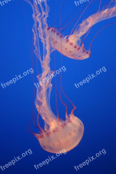 Jellyfish Marine Life Spotted Free Photos