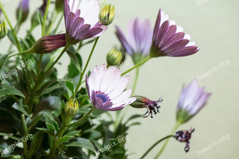 Osteospermum Ecklonis Cape Basket Bornholm Marguerite Flower White Blue