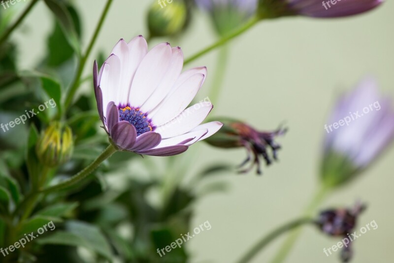 Osteospermum Ecklonis Cape Basket Bornholm Marguerite Flower White Blue