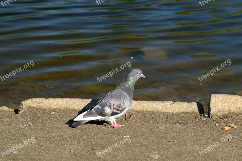 Pigeons Dove Bird Fly Animals