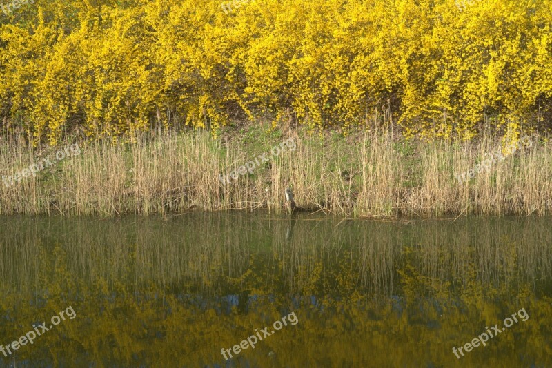 Shrubs Yellow Water Dry Layer