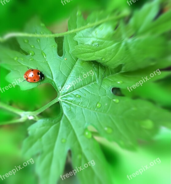 Ladybug Rain Drop Drop Of Water Water