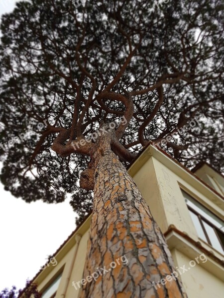 Sorrento House Gallery Tree Italy