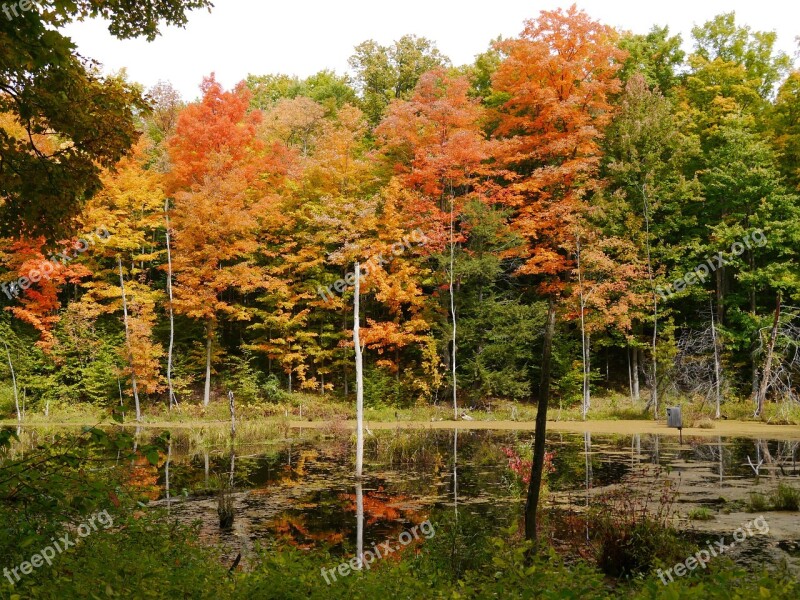 Leaves Autumn Fall Trees Nature