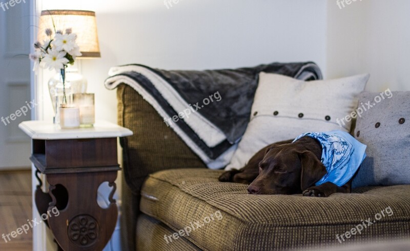 Dog Cute Couch Pillow Chocolate