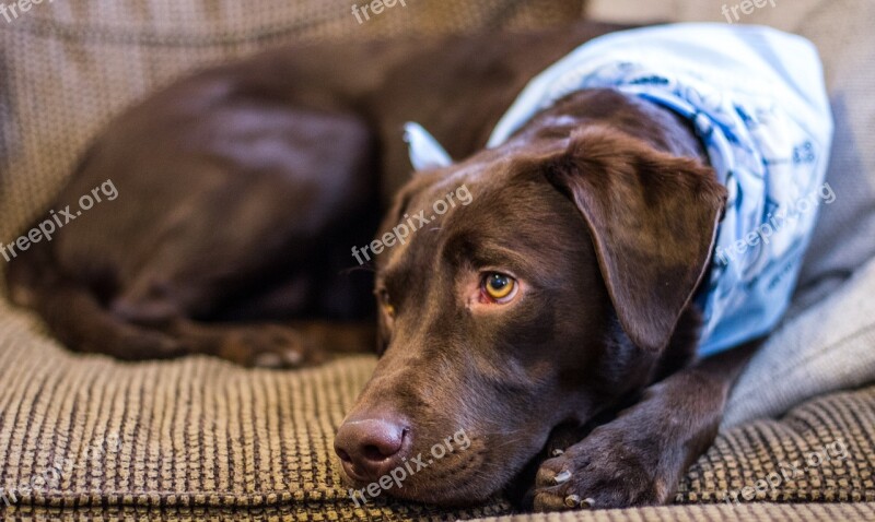 Dog Cute Couch Pillow Chocolate