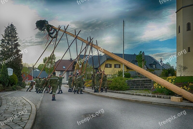 Maypole Establish Setting Up Tree Mai Tradition