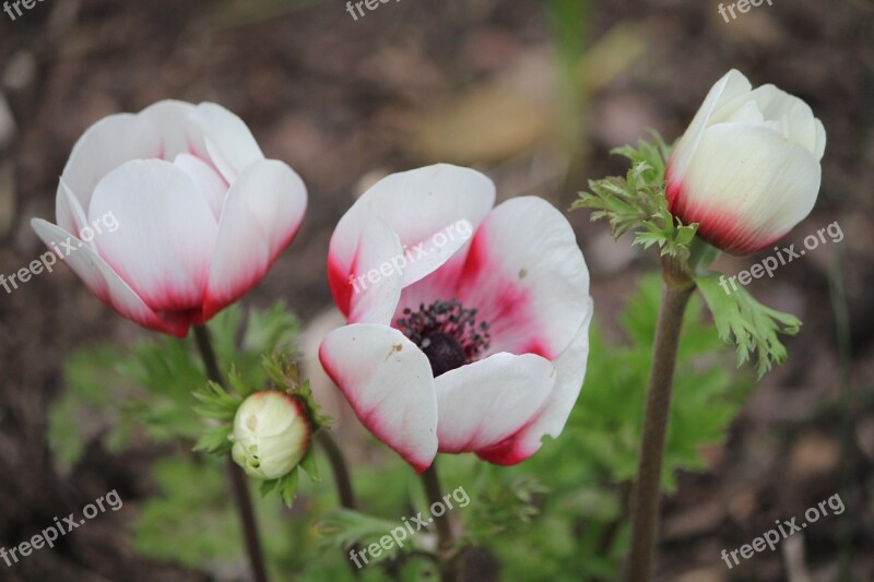 Flower Composition Blossoms Sizes Flower Garden Favorite Flower Free Photos