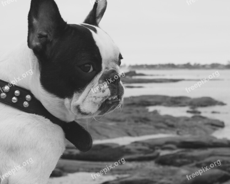 French Bulldog Dog Sea Pet Cute