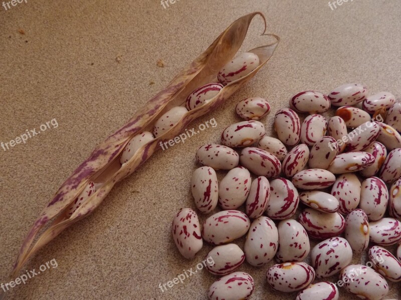 Cranberry Beans Food Vegetable Red