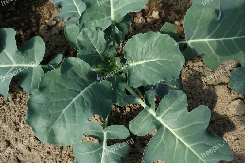 Broccoli Agricultural Products Crop Free Photos