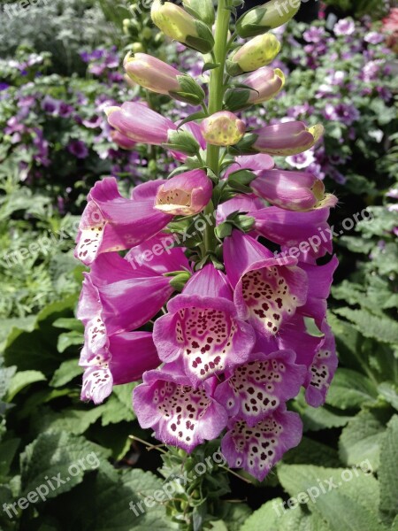 Digitalis Purpurea Thimble Toxic Blossom Bloom