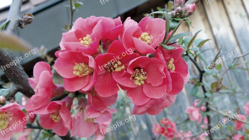 Ornamental Quince Chaenomeles Bush Japanese Ornamental Quince Flowers