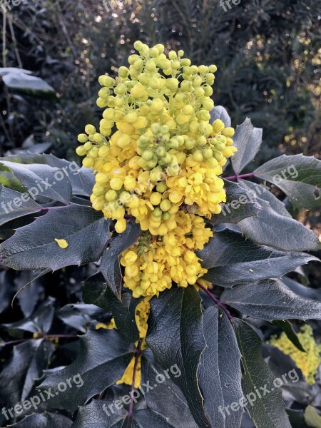 Mahonia Mahogany Blossom Bloom Yellow