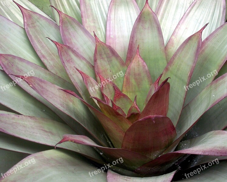 Agave Plant Succulent Rosette Wax Flower Rosette